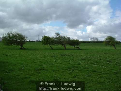 Windswept Trees